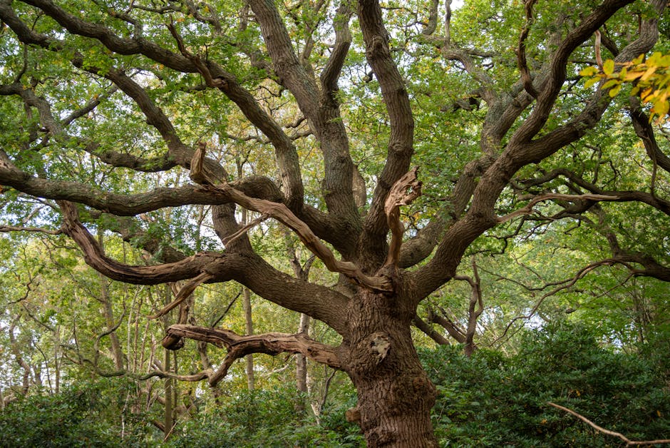 A large deciduous tree with multiple thick, gnarled branches extending outward and upward, covered with green and yellow leaves, situated in a wooded area with other trees and foliage in the background. The trunk is textured and robust, with some broken or dead branches. The scene is outdoors with natural lighting, and the tree appears to be in a park or garden environment. This image exemplifies natural scenery relevant to home improvement or outdoor spaces when discussing house relocations or moving services, although no objects related to packing or transport are visible. Man with Van Honor Oak, a professional removals company, may utilize such imagery to illustrate outdoor access points or environmental surroundings for house moves.