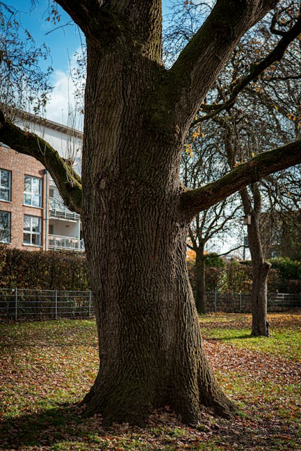 A large, mature tree with a broad, textured trunk and multiple extending branches situated in a grassy area adjacent to a residential building, which features modern white balconies and brick walls. T