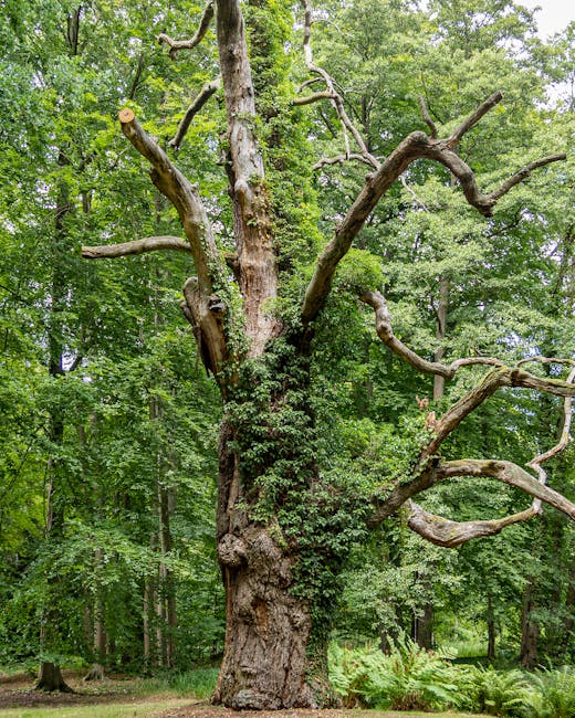 A large, mature tree with a thick, textured trunk covered in green moss and ivy, situated in a lush, green forest with dense foliage and tall trees in the background. The tree has multiple thick, twisting branches extending outward, some of which are cut or broken, indicating recent pruning or damage. The forest floor beneath the tree features grass and fern plants, with natural light filtering through the canopy above. This scene is part of a natural environment where outdoor activities like walking or nature observation take place, with no visible furniture, packaging, or moving equipment. The image captures the grandeur of the tree amidst a serene woodland setting, highlighting the beauty of nature and the importance of preserving green spaces, similar to the environment where house removals or outdoor packing activities might be undertaken by companies like Man with Van Honor Oak.
